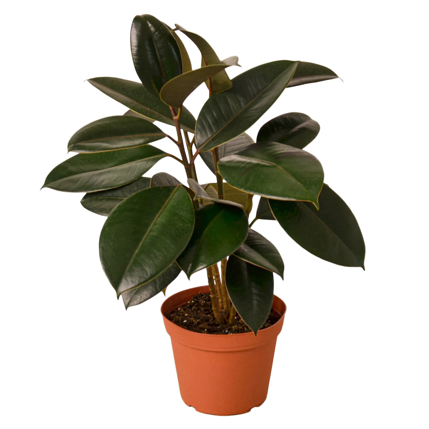 Ficus Elastica 'Burgundy' - Plant Paradise Boutique