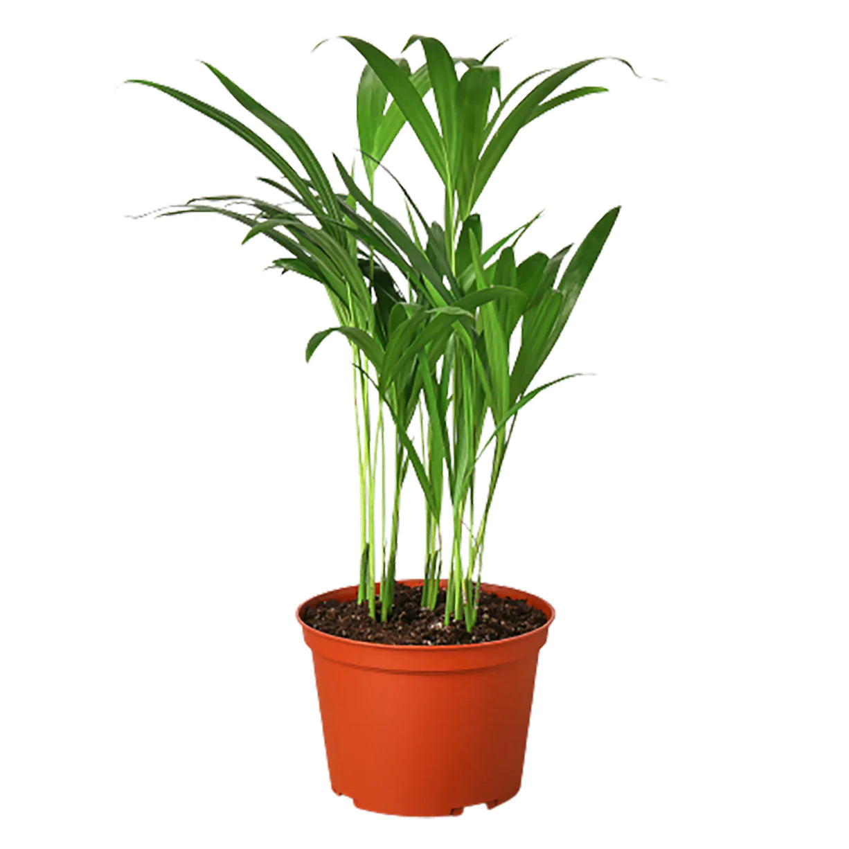 Planta artificial Palmera Areca Triandra - Konzept Store®