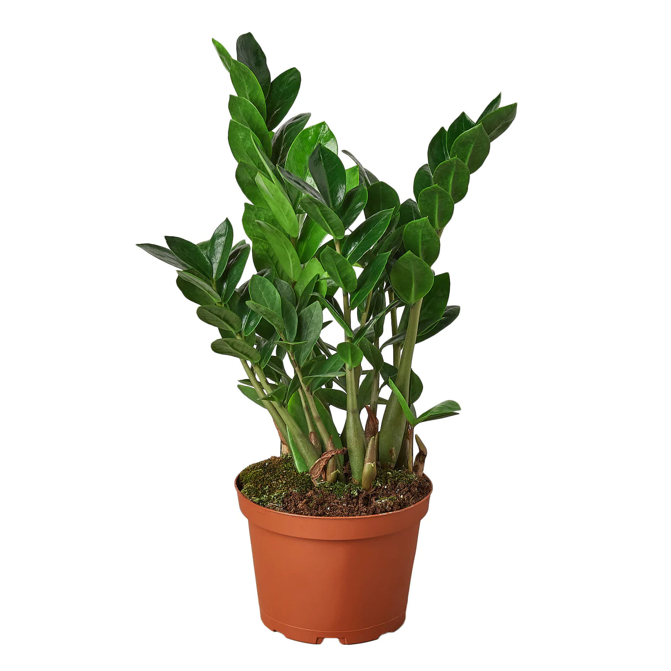 Zamioculcas Zamiifolia 'ZZ plant' - Plant Paradise Boutique