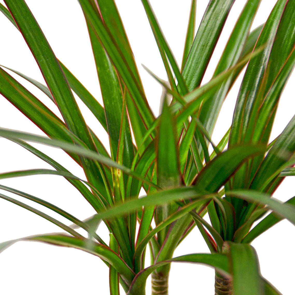 Dracaena Marginata Cane - Plant Paradise Boutique