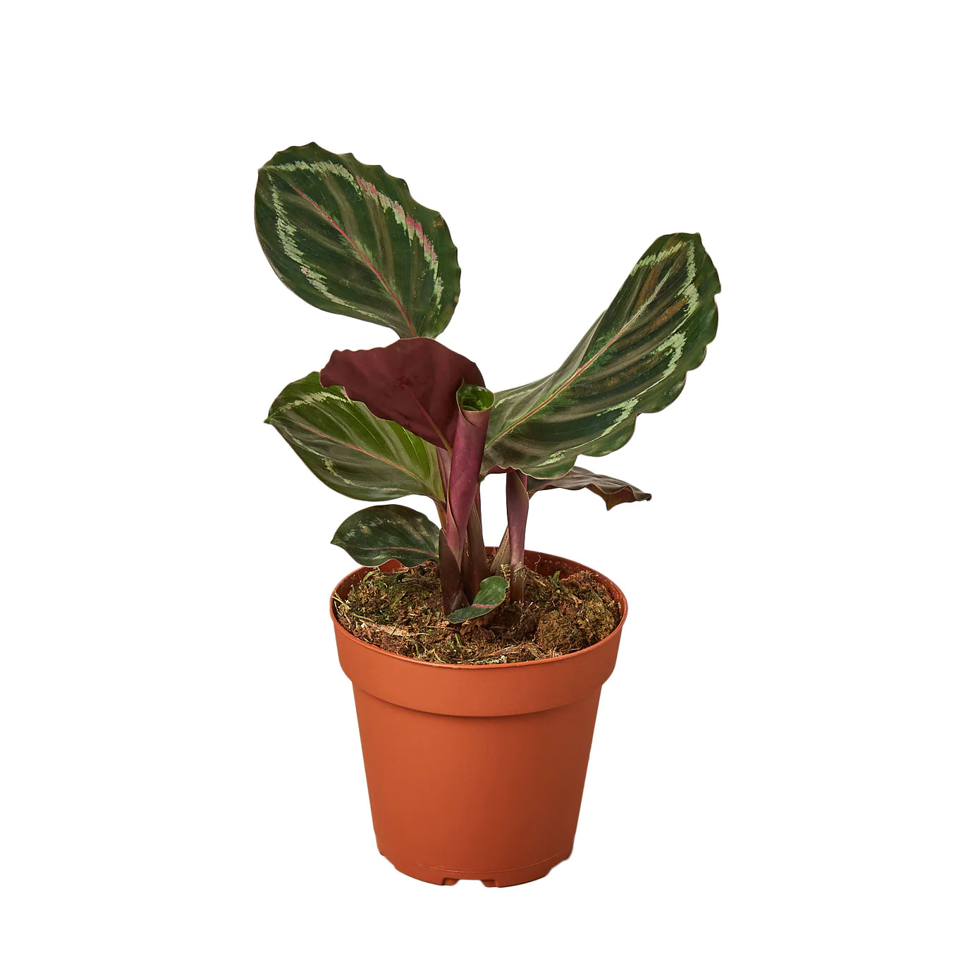Calathea Roseopicta 'Medallion' - Plant Paradise Boutique