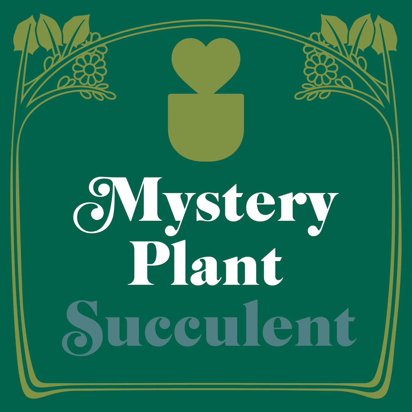 Mystery Succulent - Plant Paradise Boutique