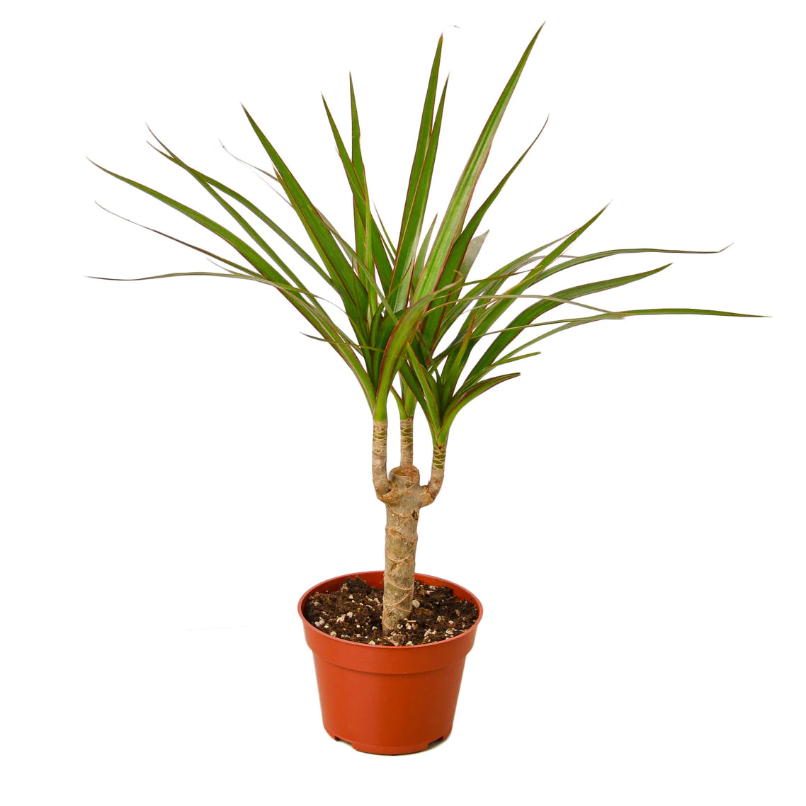 Dracaena Marginata Cane - Plant Paradise Boutique